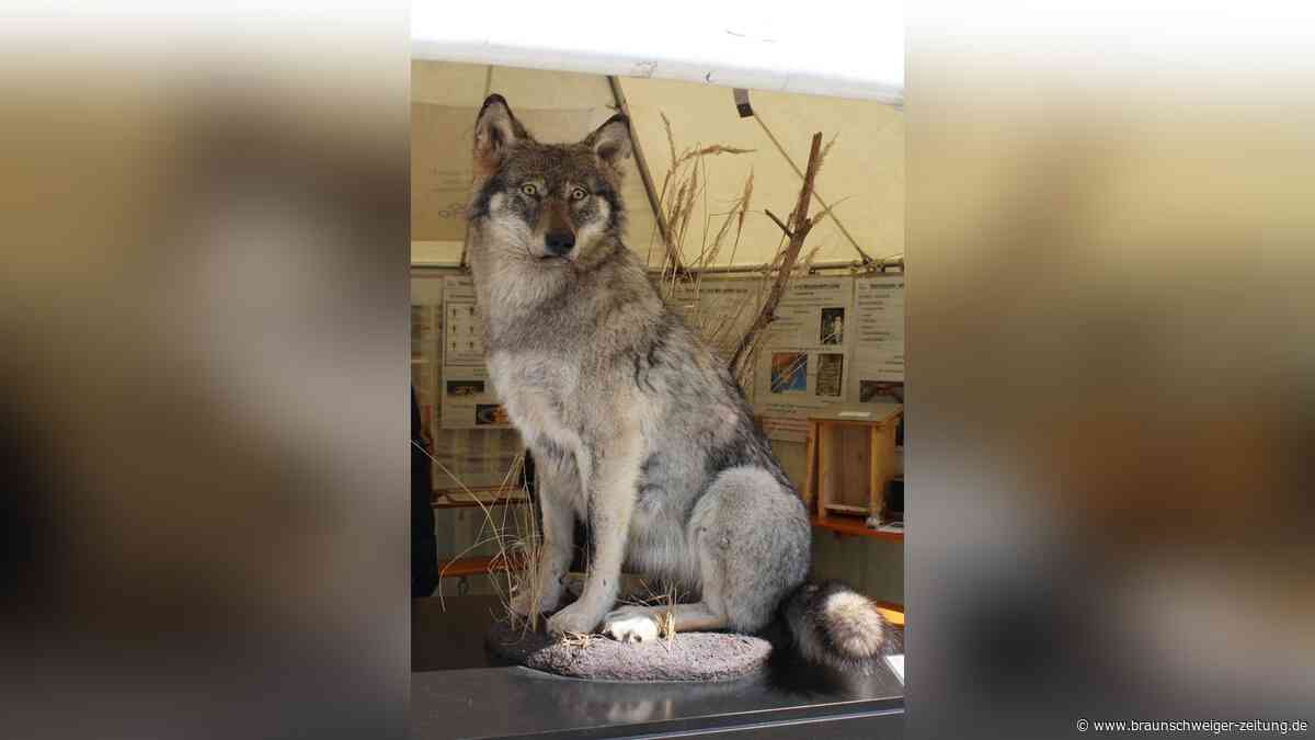 Experte im Kreis Gifhorn: Darum reißt der Wolf Weidetiere