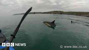 Kayakers surprised by pod of 100 dolphins in Devon