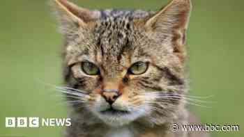 Wildlife trust explores reintroduction of wildcats