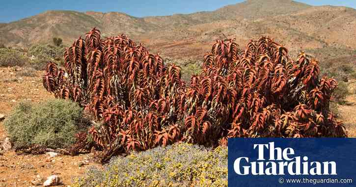 British succulent society chair quits over row about taking specimens from wild