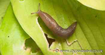 Gardeners share unusual method to keep slugs away from plants using bathroom cupboard staple