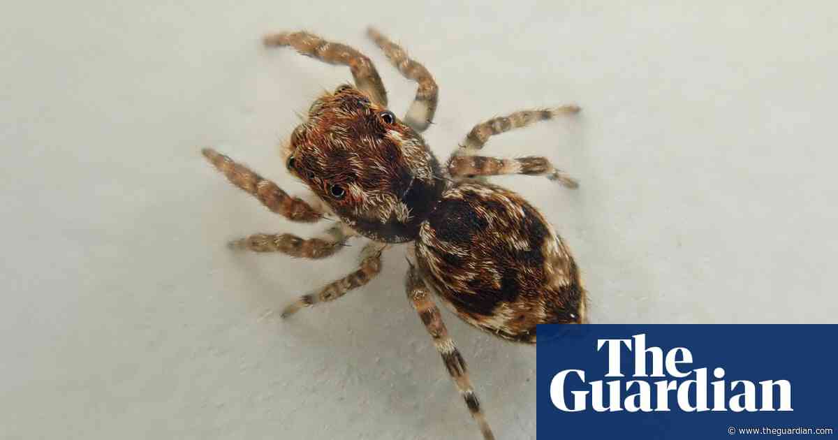 Exotic spiders flourishing in Britain as new jumping species found in Cornwall