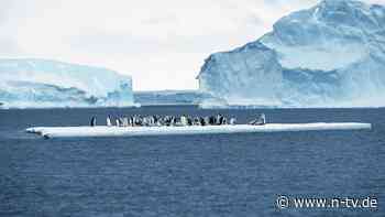 Tausende Küken ertrunken: Eisschmelze ist Todesfalle für junge Pinguine