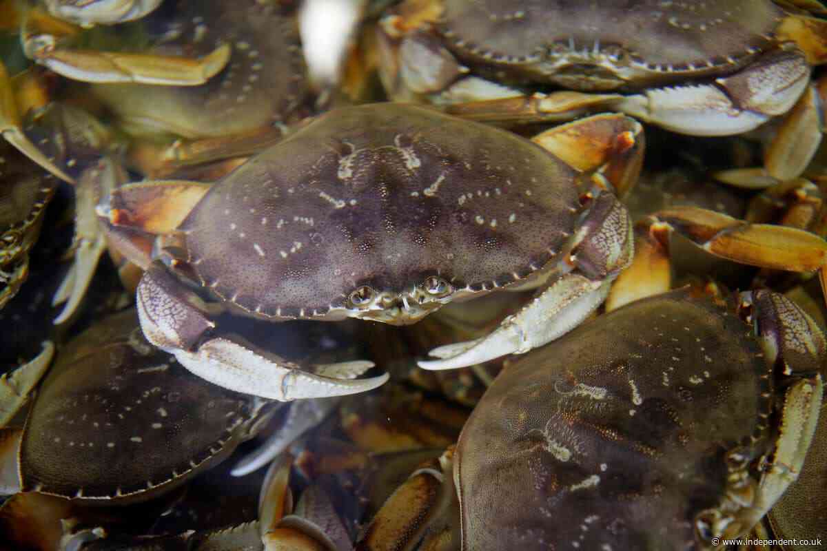 Russia’s ‘Crab King’ jailed for murder despite claims he died in Britain
