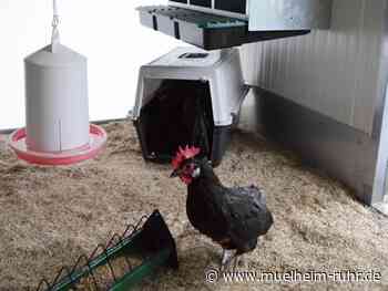 Neuer Hühnerstall im Archepark am Witthausbusch