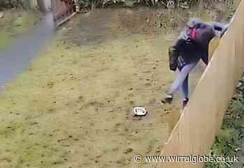 WIRRAL: an caught on CCTV ‘violently kicking’ bulldog