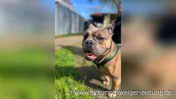 Tierheim Peine: Wer gibt dem Hund Oggy ein Zuhause?