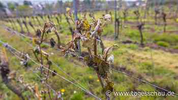 Weinbauern setzt Frost zu mit Folgen für die Ernte