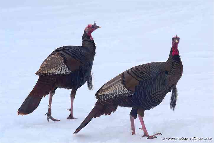 Wild Turkey hunting season has begun