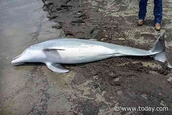 Dolphin dead after being repeatedly shot in Louisiana, $20,000 reward offered for information