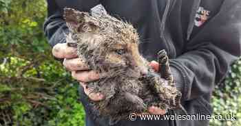 Fox cub saved from drain by plumbers after getting wedged 2ft underground