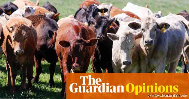 US cows now have bird flu, too – but it’s time for planning, not panic | Devi Sridhar