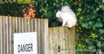 Man spots rare albino squirrel running along a fence
