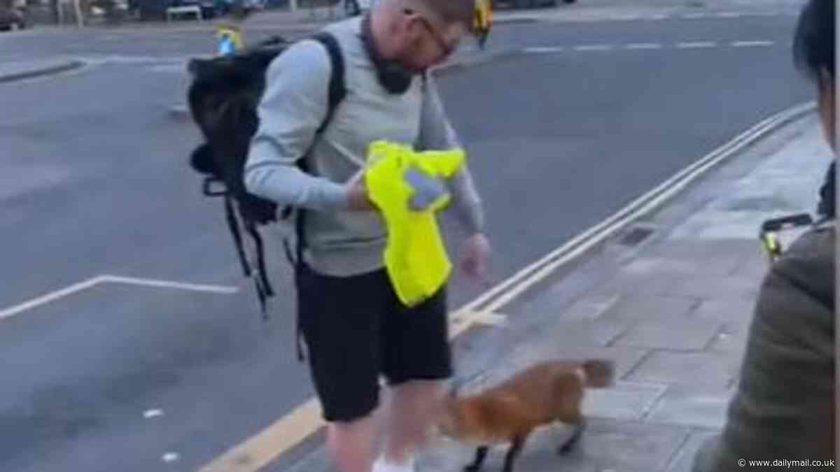 Fang-tastic Mr Fox! Funny moment urban fox dubbed 'Roxy' sniffs a man's leg then bites him before scarpering... after he called the animal 'friendly'