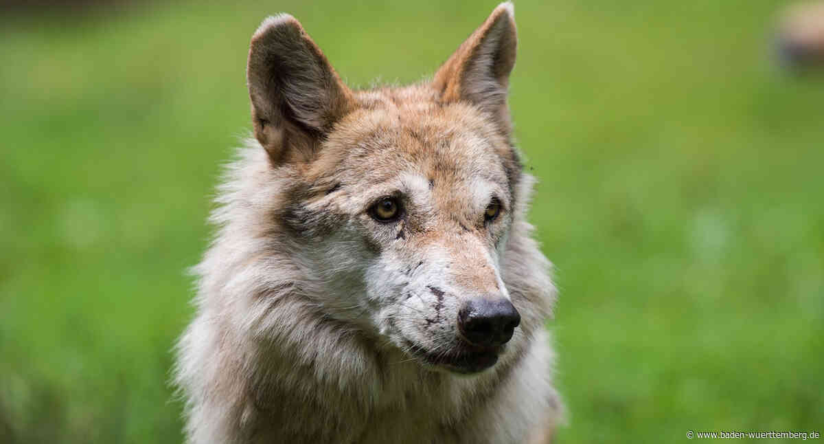 Wolf tötet Schafe in Rudersberg