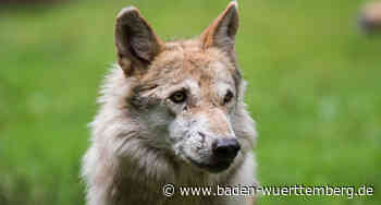Wolf tötet Schafe in Rudersberg