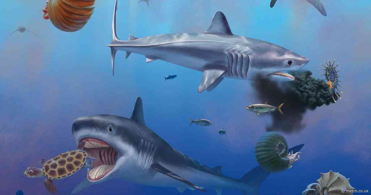Scientists discover giant prehistoric shark with ‘grinding’ teeth that crushed turtle shells