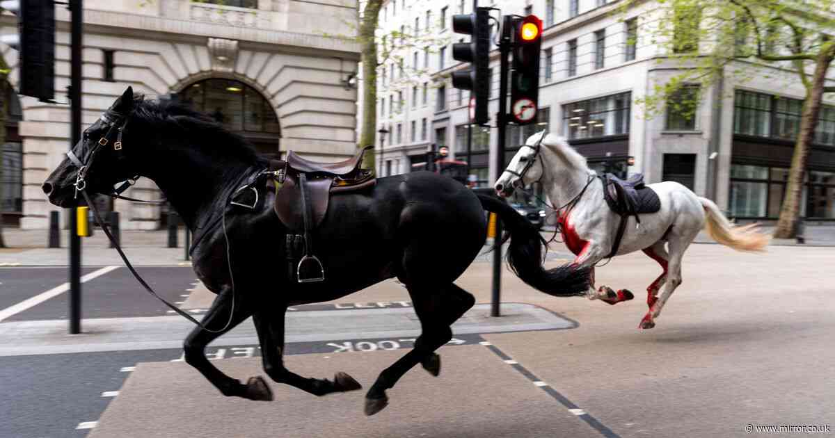 Major update on horses' condition after running through streets of London