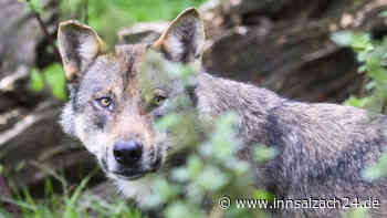 Offenbar erster Wolf im Salzburger Land gesichtet