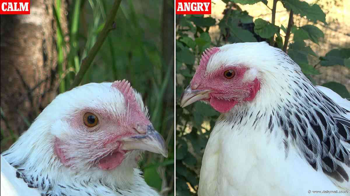 Chickens go red in the face when they're flustered - just like humans, study finds