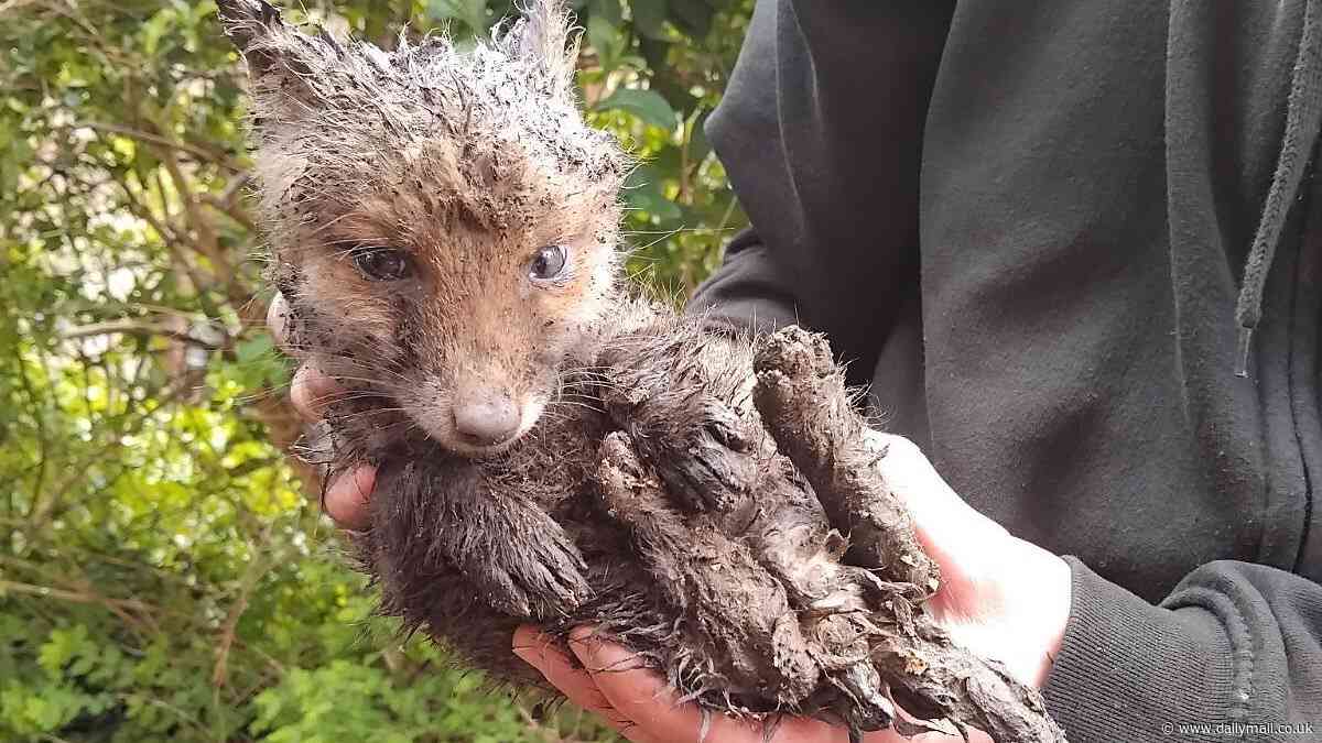 Basil's close brush! Adorable baby fox is rescued from 10cm drain pipe by plumbers after tiny cub got trapped 2ft underground