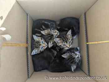 RSPCA appeal after four kittens dumped in box in Enfield