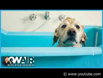 Here's a Hack to Keep Your Dog In Place During a Bath | On Air with Ryan Seacrest