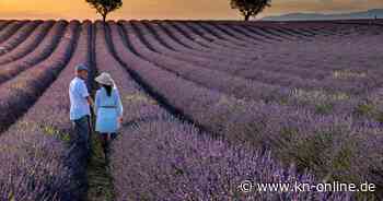Schöne Ferienhäuser mit Blick auf Frankreichs Lavendel-Felder