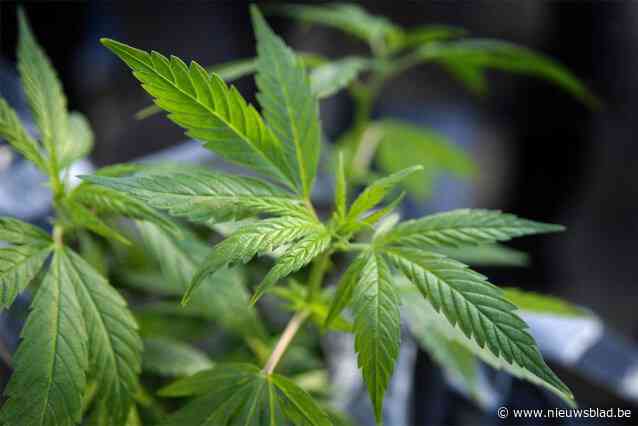 “Brave huisvrouwen” riskeren celstraffen voor twee cannabisplantages