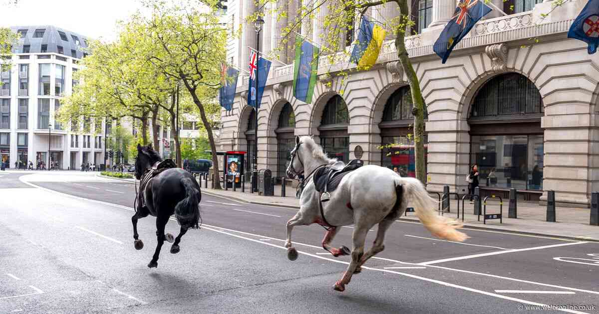 Army issues update on horses injured after being spooked in London