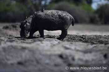 Hele kuddes nijlpaarden dreigen te sterven door droogte in Botswana