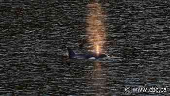 Brave Little Hunter is free: Orca calf swims out of lagoon where it had been trapped for a month