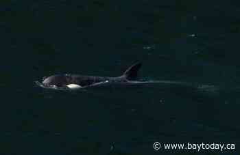 Killer whale calf trapped in B.C. swims out of lagoon on her own