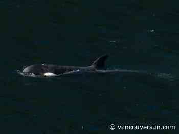 Killer whale calf trapped in B.C. swims out of lagoon