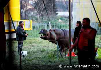 Le cirque Muller pourra conserver son hippopotame Jumbo, qui avait créé la polémique dans le Var et les Alpes-Maritimes