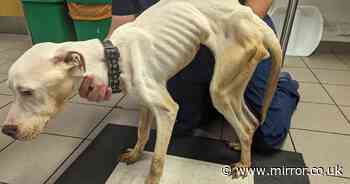 Heartwarming images show transformation of Bulldog left so weak from starving it couldn't stand