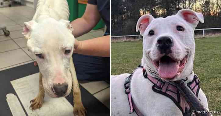 Puppy dog undergoes amazing transformation after being starved by former owner