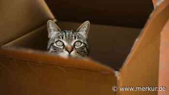 Katze versteckt sich in Amazon-Paket und wird aus Versehen verschickt