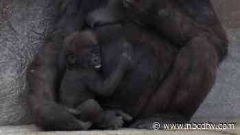Video shows baby gorilla getting tickled by mom at Fort Worth Zoo