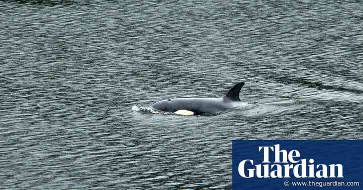 Orca calf successfully returned to open water after bold rescue in Canada