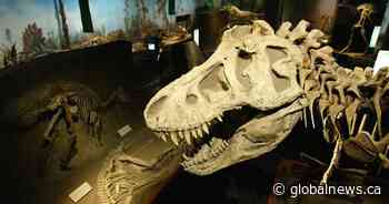 T. Rex an intelligent tool-user and culture-builder? Not so fast, says new U of A research