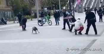 Massive dog tasered after biting police woman near Wembley Stadium