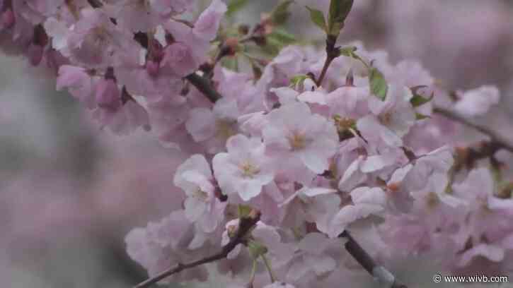 11th Buffalo Cherry Blossom Festival returns this weekend