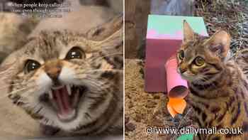 Adorable black footed kitty Gaia whose species is world's deadliest shows off her scary side in adorable new clip...then celebrates her 1st birthday with treats