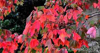 Maples are an autumn staple | In Fiona's Garden