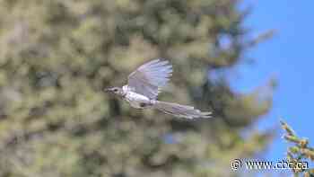 B.C. photographer captures snapshot of rare 'ghost bird' magpie