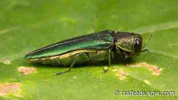 Here's how Washington County cities are tackling the invasive emerald ash borer problem