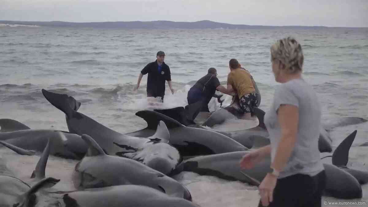 WATCH: Hundreds of whales beached on Australian coast