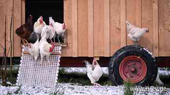 Studie zu Ausdrucksformen: Hühner erröten bei Aufregung