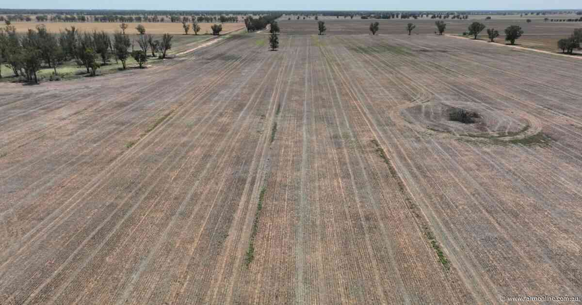 Glenara: 780 hectares all set for the 2024 winter cropping season